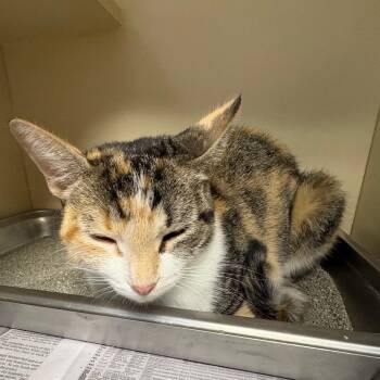 Inchworm -  Domestic Short Hair Cat for Adoption in Dekalb, Illinois - Inchworm | PetCurious