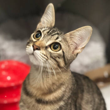Rescue Domestic Short Hair Cats for Adoption in Port Washington, New York - Ares | PetCurious