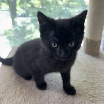 Radicchio -  Domestic Short Hair Cat for Adoption in Evanston, Illinois - Radicchio | PetCurious