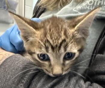 Rhyolite -  Domestic Short Hair Cat for Adoption in Golden, Colorado - Rhyolite | PetCurious