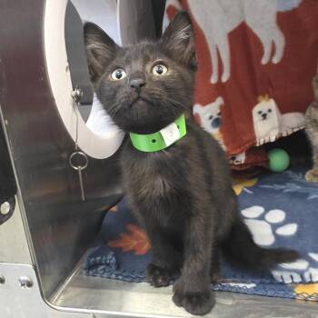 Puppy -  Domestic Short Hair Cat for Adoption in Fort Wayne, Indiana - Puppy | PetCurious