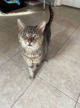 Rescue Tabby and Domestic Short Hair Cats for Adoption in Island Lake, Illinois - Nugget | PetCurious