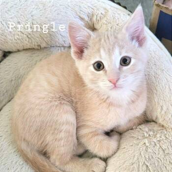 Pringle -  Domestic Short Hair Cat for Adoption in Albert Lea, Minnesota - Pringle | PetCurious