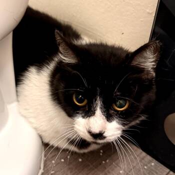 American Shorthair Cats Available for Adoption in Long Beach, California - Aspen | PetCurious