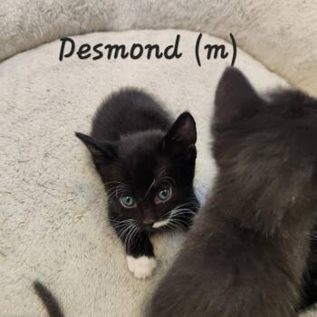 Domestic Short Hair Cats Available for Adoption in Spring Hill, Kansas - Desi | PetCurious