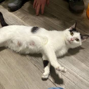 Rescue Domestic Short Hair Cats for Adoption in Stoughton, Wisconsin - Little Debbie | PetCurious