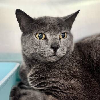 Domestic Short Hair Cats Available for Adoption in New York, New York - Cantalope | PetCurious