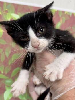 COPPERTONE -  Domestic Short Hair Cat for Adoption in San Antonio, Texas - COPPERTONE | PetCurious