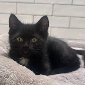 Domestic Short Hair Cats Available for Adoption - Flash C11104 | PetCurious
