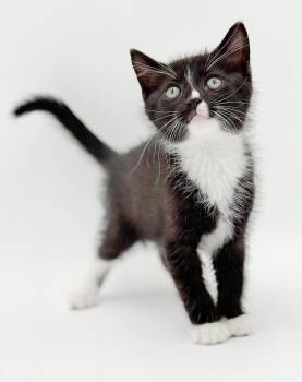 Ace our love - Sweet and so fun - SO AWESOME SO TINY -  Tuxedo and Siberian Cat for Adoption in Bedford Hills, New York - Ace Our Love - Sweet And So Fun - SO AWESOME SO TINY | PetCurious