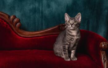 Rescue Tabby Cats for Adoption in Pasadena, Texas - Jem | PetCurious