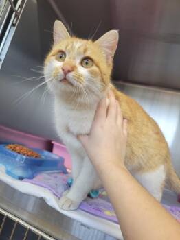 Domestic Short Hair Cats Available for Adoption - Perry | PetCurious