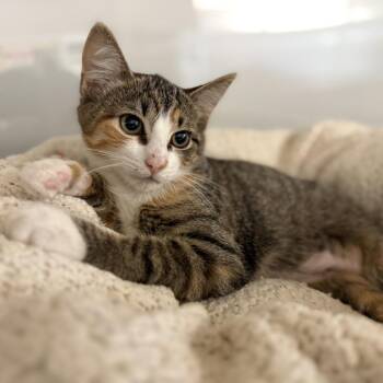 Trembles -  Domestic Short Hair Cat for Adoption in Ridgely, Maryland - Trembles | PetCurious