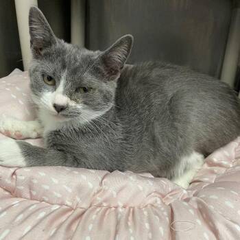Gracious -  Domestic Short Hair Cat for Adoption in Roanoke, Virginia - Gracious | PetCurious
