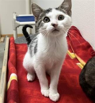 JULIET -  Domestic Short Hair Cat for Adoption in Ames, Iowa - JULIET | PetCurious