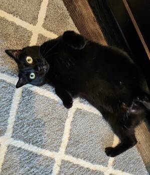 Rescue Domestic Short Hair Cats for Adoption in Alvin, Texas - Ritzy Mitzy | PetCurious