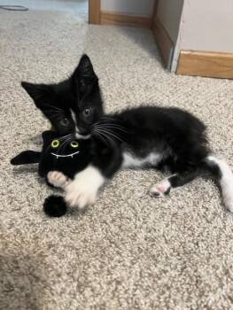 Rescue Domestic Short Hair Cats for Adoption - Whippersnapper | PetCurious