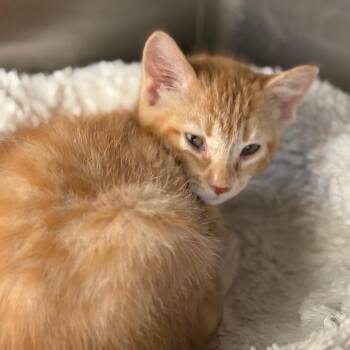 Bada Boom -  Domestic Short Hair Cat for Adoption in Chicago, Illinois - Bada Boom | PetCurious