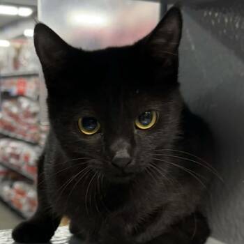 Domestic Short Hair Cats Available for Adoption - Audrey | PetCurious