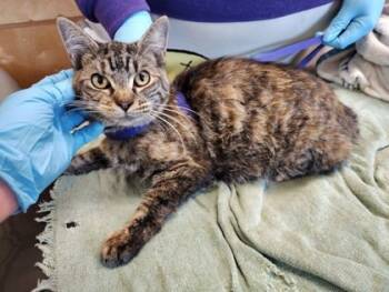 Rescue Domestic Short Hair Cats for Adoption in Beatrice, Nebraska - Ivy | PetCurious