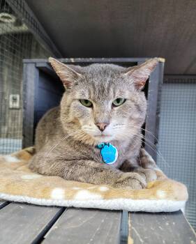 Domestic Short Hair Cats Available for Adoption in Grand Rapids, Michigan - PONYBOY (not Quite Ready Yet) | PetCurious