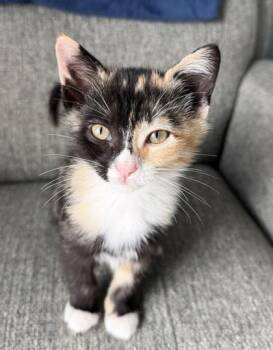 Domestic Short Hair Cats Available for Adoption in Kansas City, Missouri - Patches | PetCurious