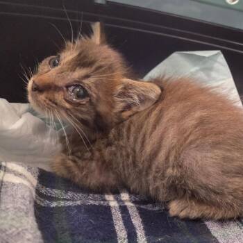 Beulah -  Domestic Short Hair Cat for Adoption in Chattanooga, Tennessee - Beulah | PetCurious