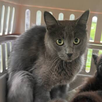 Rescue Domestic Short Hair Cats for Adoption in Troy, Illinois - Silver | PetCurious