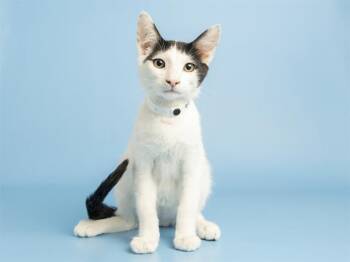 MINESTRONE -  Domestic Short Hair Cat for Adoption in Phoenix, Arizona - MINESTRONE | PetCurious