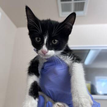 Nightingale -  Domestic Short Hair Cat for Adoption in Kanab, Utah - Nightingale | PetCurious