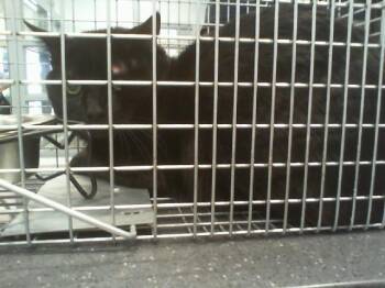 A1266556 -  Domestic Short Hair Cat for Adoption in Charlotte, North Carolina - A1266556 | PetCurious