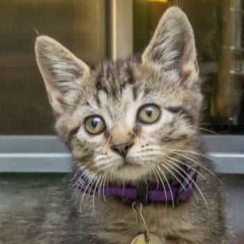 CHESHIRE -  Domestic Short Hair Cat for Adoption in St. Louis, Missouri - CHESHIRE | PetCurious