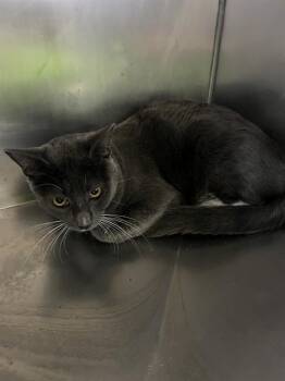 Smokey A061362 -  Domestic Short Hair Cat for Adoption in San Andreas, California - Smokey A061362 | PetCurious