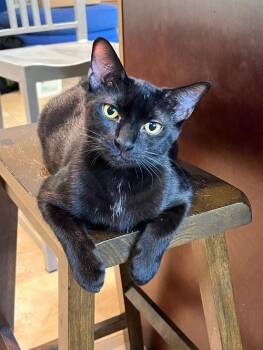 Rescue Domestic Short Hair Cats for Adoption in Miami, Florida - COURTESY POST: Biscuit | PetCurious