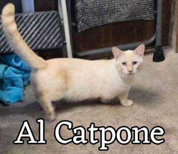 Munchkin and Mixed Breed Cats Available for Adoption in Hillsboro, Ohio - Al Catpone | PetCurious