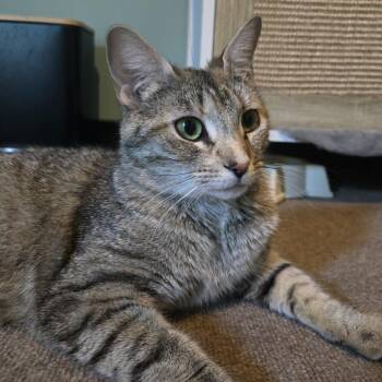 Orzaize -  Domestic Short Hair Cat for Adoption in Fredericksburg, Virginia - Orzaize | PetCurious