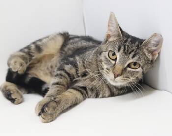 Bunny is THE best - so sweet and ear tipped by accident - LOVES  -  Tabby and Bengal Cat for Adoption in Bedford Hills, New York - Bunny Is THE Best - So Sweet And Ear Tipped By Accident - LOVES  | PetCurious