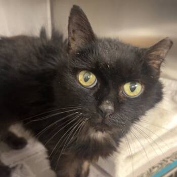 Rescue Domestic Short Hair Cats for Adoption in Rocky Mount, Virginia - Sabrina | PetCurious