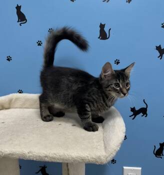 Ares -  Domestic Long Hair and Tabby Cat for Adoption in St. Cloud, Florida - Ares | PetCurious