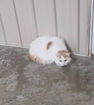 Kit -  Domestic Long Hair Cat for Adoption in Medford, Wisconsin - Kit | PetCurious