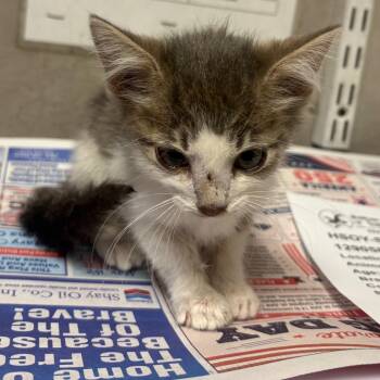Eppie -  Domestic Short Hair Cat for Adoption in Yuma, Arizona - Eppie | PetCurious