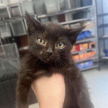 Jungle-C -  Domestic Short Hair Cat for Adoption in East St. Louis, Illinois - Jungle-C | PetCurious