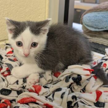 Domestic Short Hair Cats Available for Adoption - Bowser | PetCurious