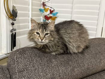 Rescue Domestic Long Hair Cats for Adoption in Camden, South Carolina - Petunia | PetCurious