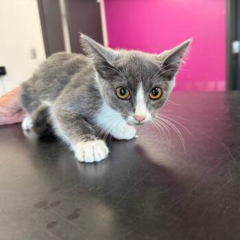 Lousia -  Domestic Short Hair Cat for Adoption in Ponca City, Oklahoma - Lousia | PetCurious