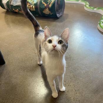 Princess Peach -  Domestic Short Hair Cat Available for Adoption in Wadena, Minnesota - Princess Peach | PetCurious