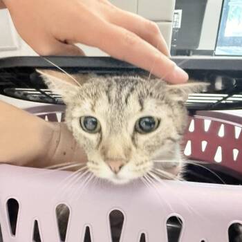 Mama -  Domestic Short Hair Cat for Adoption in Des Moines, Iowa - Mama | PetCurious