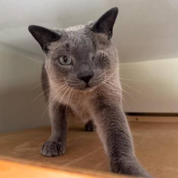 Nyx -  Siamese Cat for Adoption in Concord, New Hampshire - Nyx | PetCurious