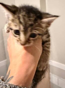 SDB - Zippy Pudding -  Domestic Short Hair Cat for Adoption in Newnan, Georgia - SDB - Zippy Pudding | PetCurious
