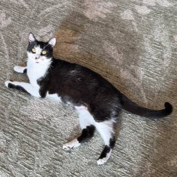 Diamond -  Domestic Short Hair Cat for Adoption in Murfreesboro, Tennessee - Diamond | PetCurious